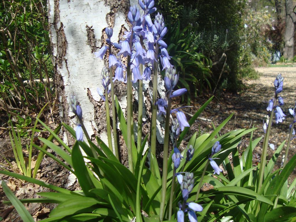 Elm Lodge Bright Buitenkant foto